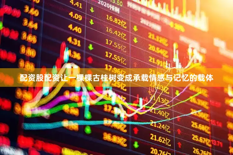 配资股配资让一棵棵古桂树变成承载情感与记忆的载体